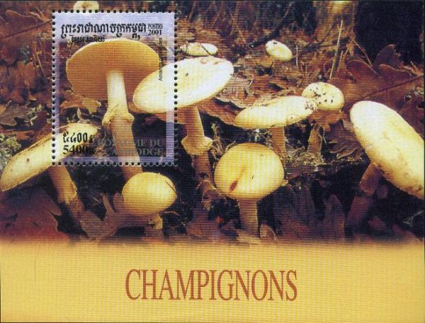 Colnect-3988-398-Amanita-Phalloides.jpg