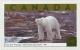 Colnect-210-125-Polar-Bear-Ursus-maritimus-observation-Churchill.jpg