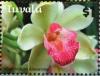 Colnect-6264-342-Cymbidium-alexanderi.jpg