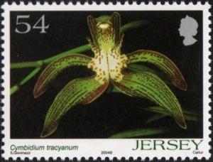 Colnect-4186-623-Cymbidium-Tracyanum.jpg