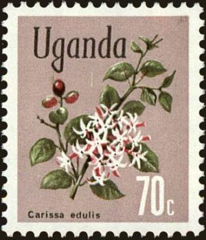 Colnect-4266-448-Akamba-Carissa-edulis.jpg