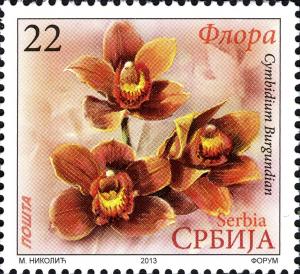 Colnect-4580-974-Cymbidium-Burgundian.jpg