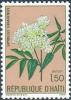 Colnect-2389-185-Sambucus-canadensis.jpg