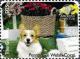 Colnect-6233-605-Pembroke-Welsh-Corgi.jpg