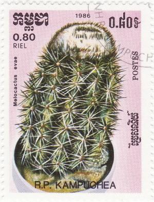 Colnect-1337-103-Melocactus-evae.jpg