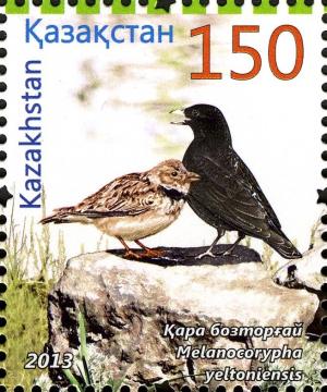 Colnect-3595-930-Black-Lark-Melanocorypha-yeltoniensis.jpg