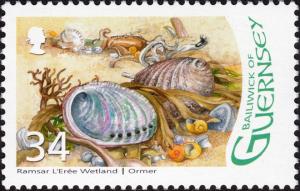 Colnect-4047-837-Green-Ormer-Haliotis-tuberculata.jpg