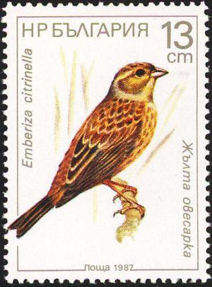 Colnect-732-695-Yellowhammer-Emberiza-citrinella.jpg