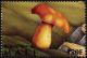 Colnect-2607-000-Hollow-stemmed-Bolete-Boletus-cavipes.jpg