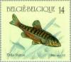 Colnect-186-566-Eurasian-Minnow-Phoxinus-phoxinus.jpg