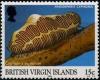 Colnect-3077-151-Fingerprint-Flamingo-Tongue-Cyphoma-signatum-.jpg