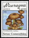 Colnect-3509-378-Armillariella-mellea.jpg