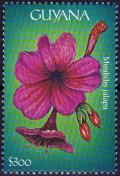 Colnect-5951-563-Mirabilis-jalapa.jpg