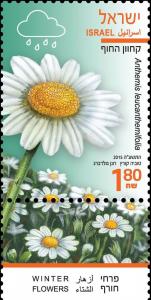 Colnect-2459-083-Anthemis-leucanthemifolia.jpg