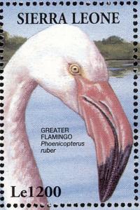 Colnect-1617-973-Greater-Flamingo-Phoenicopterus-roseus.jpg