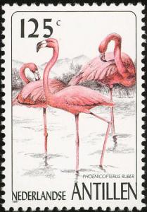 Colnect-960-124-American-Flamingo%C2%A0Phoenicopterus-ruber.jpg