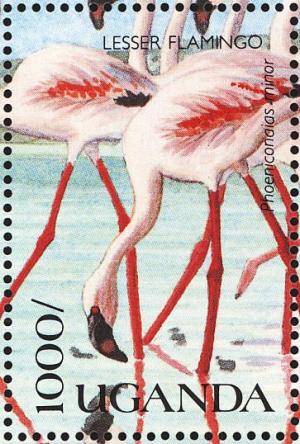 Colnect-1715-774-Lesser-Flamingo-Phoeniconaias-minor.jpg