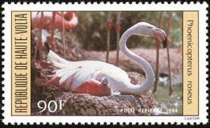 Colnect-1750-141-Greater-Flamingo-Phoenicopterus-roseus.jpg