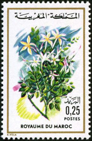 Colnect-1894-953-Jasminum-grandiflorum.jpg