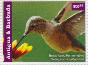 Colnect-2977-573-Broad-tailed-Hummingbird-Selasphorus-platycercus.jpg