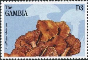 Colnect-3071-753-Armillaria-tabescens.jpg