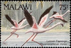 Colnect-3388-913-Lesser-Flamingo-Phoenicopterus-minor.jpg