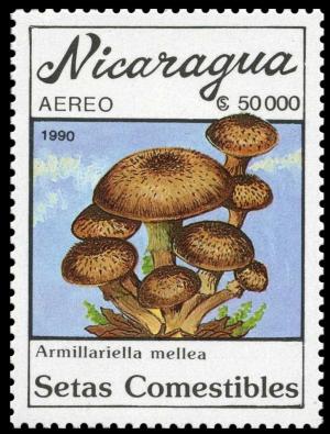 Colnect-3509-378-Armillariella-mellea.jpg