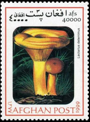 Colnect-3511-135-False-saffron-milk-cap-Lactarius-deterrimus.jpg