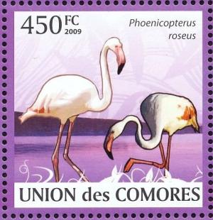 Colnect-3669-446-Greater-Flamingo-Phoenicopterus-roseus.jpg