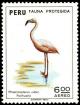 Colnect-1617-413-Greater-Flamingo-Phoenicopterus-roseus.jpg