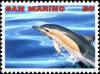 Colnect-1143-908-Short-Beaked-Common-Dolphin-Delphinus-delphis.jpg