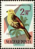 Colnect-4405-035-Yellowhammer-Emberiza-citrinella.jpg