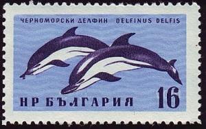 Colnect-1103-192-Short-beaked-Common-Dolphin-Delphinus-delphis.jpg