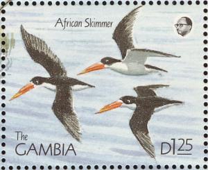 Colnect-1721-713-African-Skimmer-Rhynchops-flavirostris.jpg