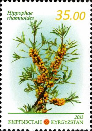 Colnect-3073-892-Common-Sea-Buckthorn.jpg