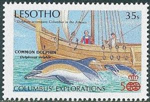 Colnect-4203-655-Short-beaked-Common-Dolphin-Delphinus-delphis.jpg