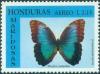 Colnect-1552-211-Common-Morpho-Morpho-peleides.jpg