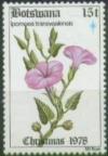 Colnect-1753-342-Ipomoea-transvaalensis.jpg