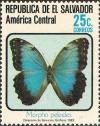 Colnect-2271-739-Common-Morpho-Morpho-peleides.jpg