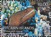 Colnect-4802-732-Whitemouth-moray-Gymnothorax-meleagris.jpg