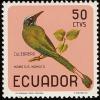 Colnect-734-536-Andean-Motmot-Momotus-aequatorialis.jpg