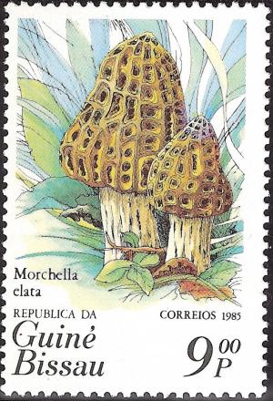 Colnect-1168-655-Morchella-clata.jpg