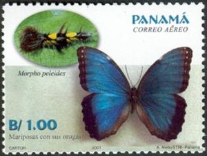 Colnect-1291-202-Common-Morpho-Morpho-peleides.jpg