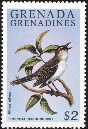 Colnect-1838-428-Tropical-Mockingbird-Mimus-gilvus.jpg