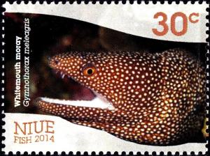 Colnect-2932-955-Whitemouth-Moray-Gymnothorax-meleagris.jpg