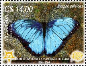 Colnect-3063-590-Common-Morpho-Morpho-peleides.jpg