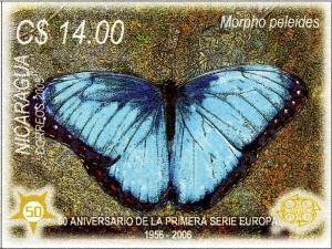 Colnect-3063-594-Common-Morpho-Morpho-peleides.jpg