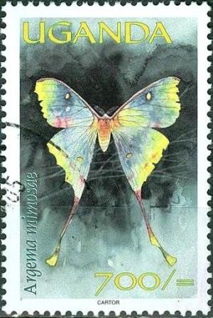 Colnect-3500-456-African-Moon-Moth-Argema-mimosae.jpg