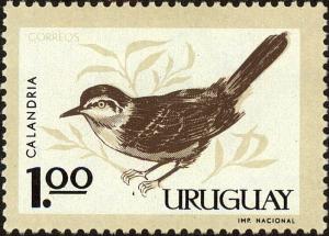 Colnect-4093-125-Chalk-browed-Mockingbird-Mimus-saturninus.jpg