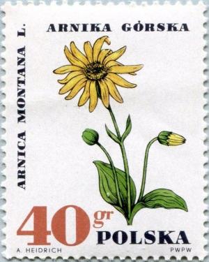 Colnect-4659-426-Mountain-arnica.jpg